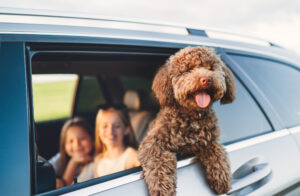 Fluffy brown Maltipoo dog looking out from an open car window, with little girls sitting in the back seats during a car journey. Funny pets in a modern family concept.